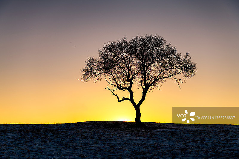 孤独的冬天树在日落图片素材