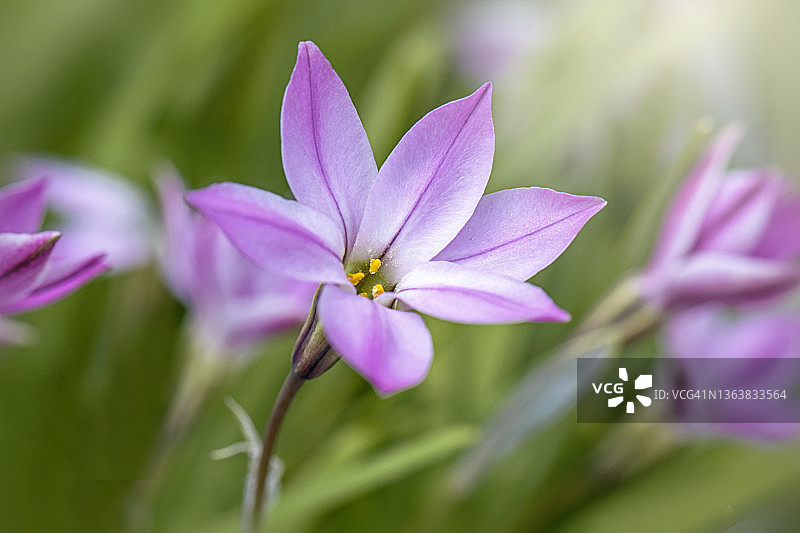 美丽的，粉红色的，春天的一花，紫色的花也称为春星，或春天的星花，在柔和的阳光下图片素材