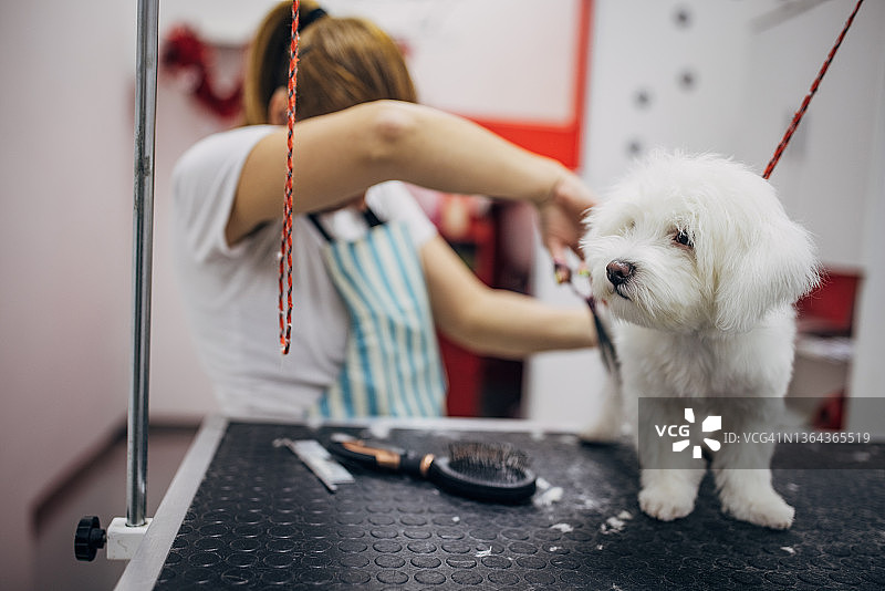 宠物美容师在酒吧里用剪刀给小马耳他犬剪头发图片素材