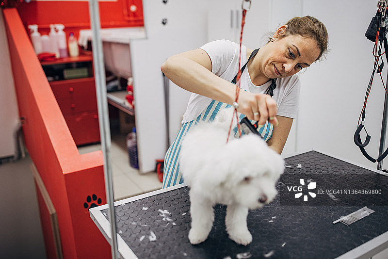 女工作人员在宠物美容沙龙梳理小马耳他犬的头发图片素材