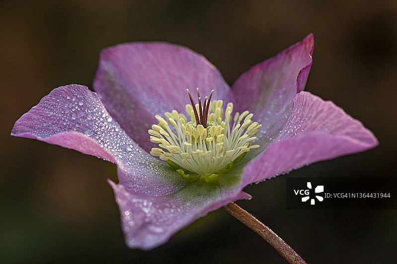 美丽的单一粉红色Helleborus 'Walberton's Rosemary'，也被称为Hellebore或四旬斋玫瑰图片素材