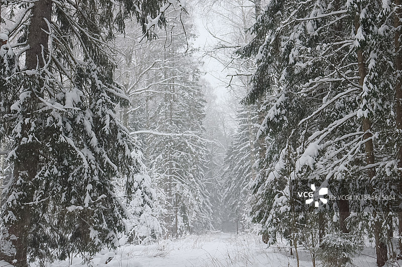 冬季森林图片素材