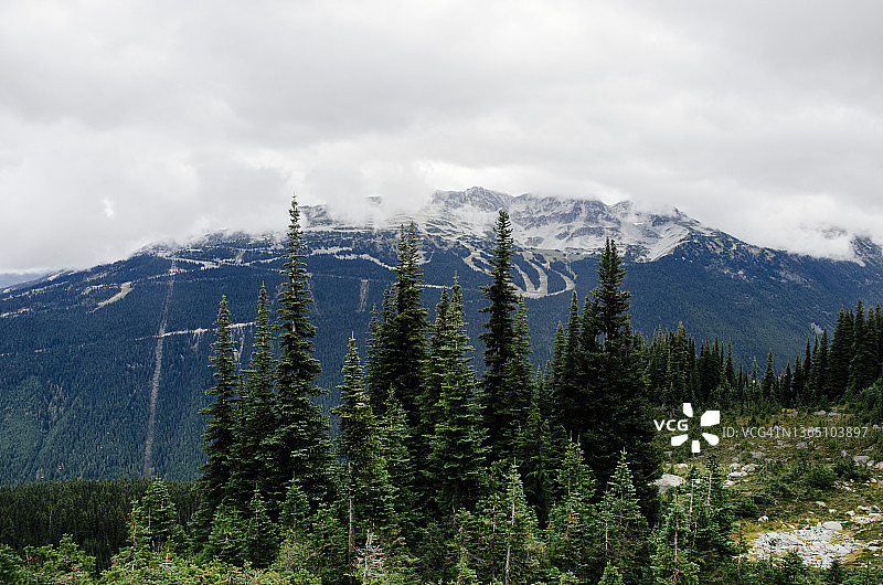 在加拿大落基山脉的一座山前郁郁葱葱的绿色松树图片素材
