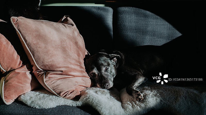 一只老黑狗斜倚在沙发上，头靠在两个粉红色的天鹅绒大枕头上。图片素材
