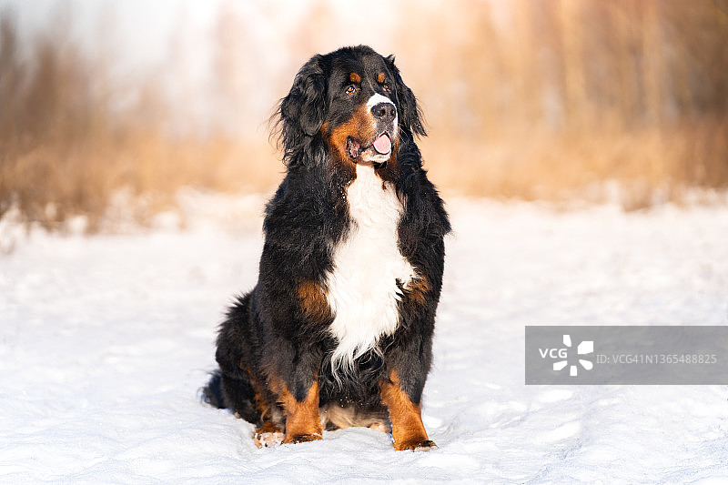 伯恩山犬坐在雪地里图片素材