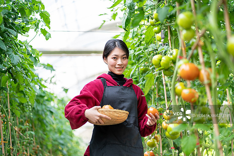 一位年轻的亚洲妇女在温室里采摘西红柿图片素材