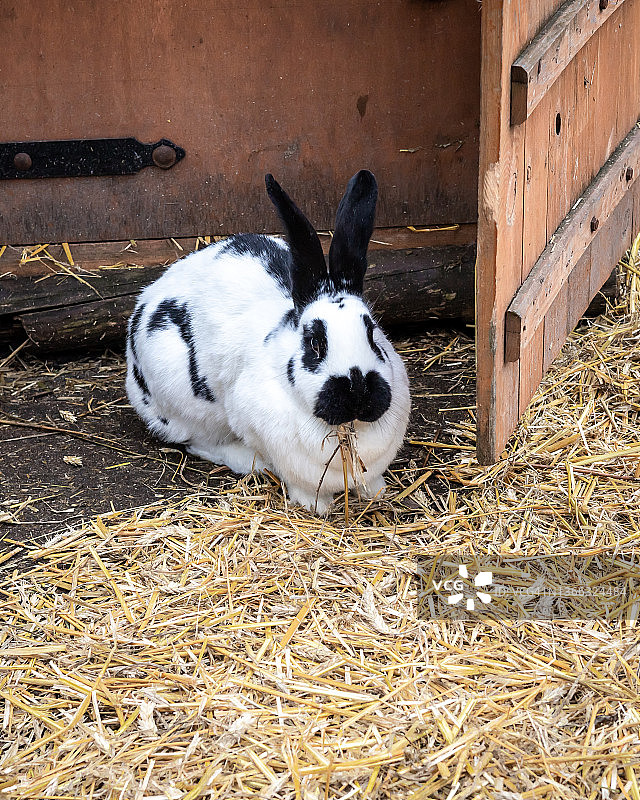 一只可爱的黑白兔在干草上。图片素材