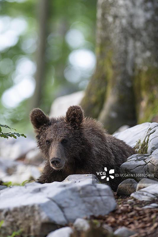 欧洲棕熊(Ursus arctos)，在森林里，幼小的动物，Notranjska地区，斯洛文尼亚图片素材