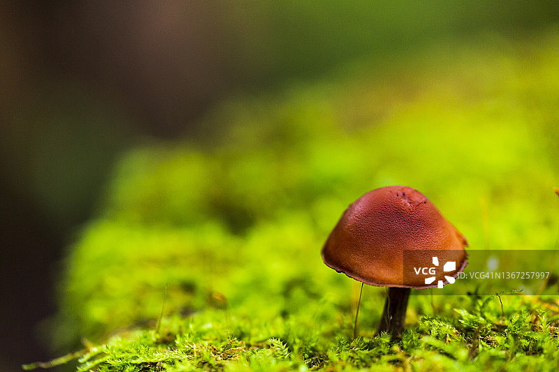 森林里的蘑菇图片素材