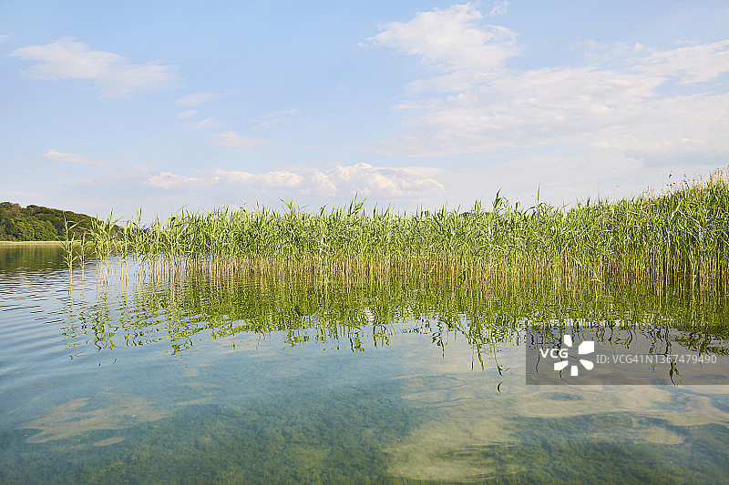 田园诗般的湖泊，芦苇丛生，蓝天白云倒映在平静的水面上图片素材