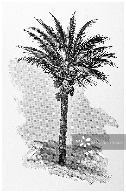 古埃及旅行照片:枣椰树图片素材
