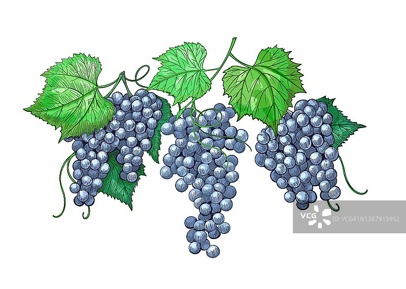 葡萄雕刻的复古插图。葡萄酒中葡萄环孤立元素，用于设计葡萄酒。手绘葡萄。图片素材