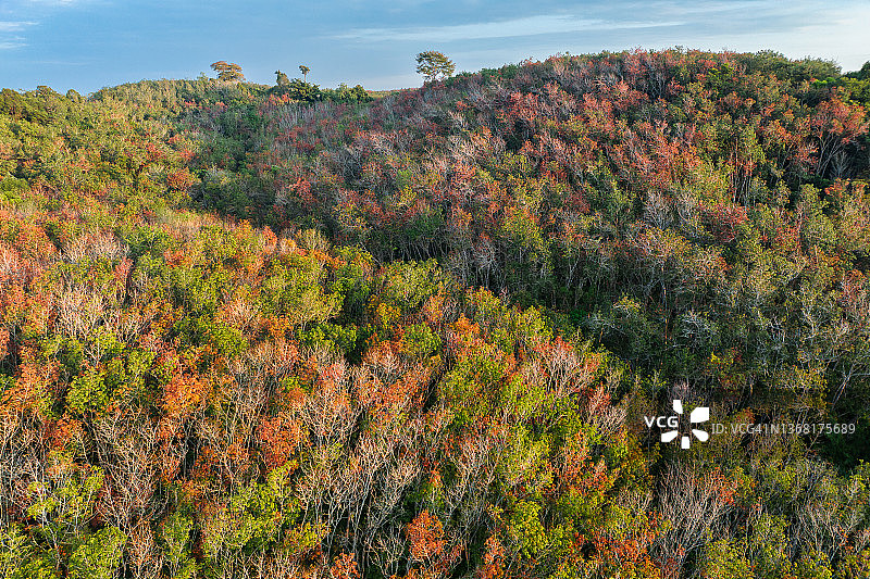 无人机拍摄的橡胶树秋叶变色的日出景象图片素材