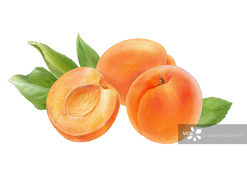 成熟的杏子与叶子，白色背景上的水彩插图图片素材