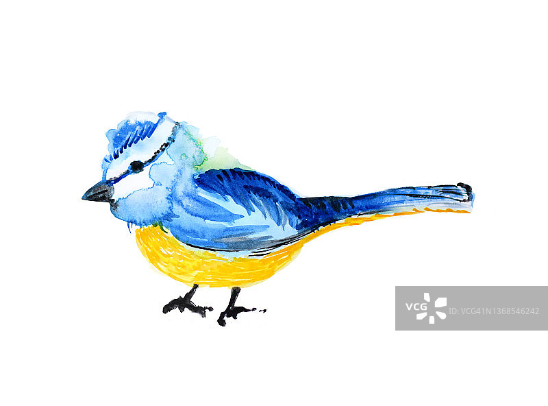 插图蓝色山雀水彩画图像蓝色和黄色雀形目鸟白色背景的鹧鸪科图片素材