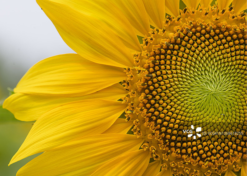 美丽的向日葵花瓣特写，宾夕法尼亚州唐宁镇图片素材
