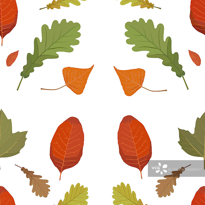 由杨树、花楸、枫树和橡树的秋叶组成的无缝图案。矢量插图孤立在白色背景上。图片素材
