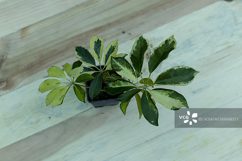 舍弗勒拉小植物与木制背景图片素材