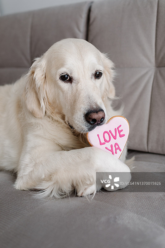 轻犬品种的金毛寻回犬在他的牙齿里持有一块心形的饼干，上面写着爱你图片素材