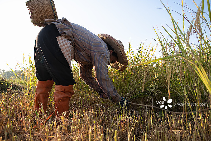 快乐的泰国女农民在泰国农村收割水稻图片素材