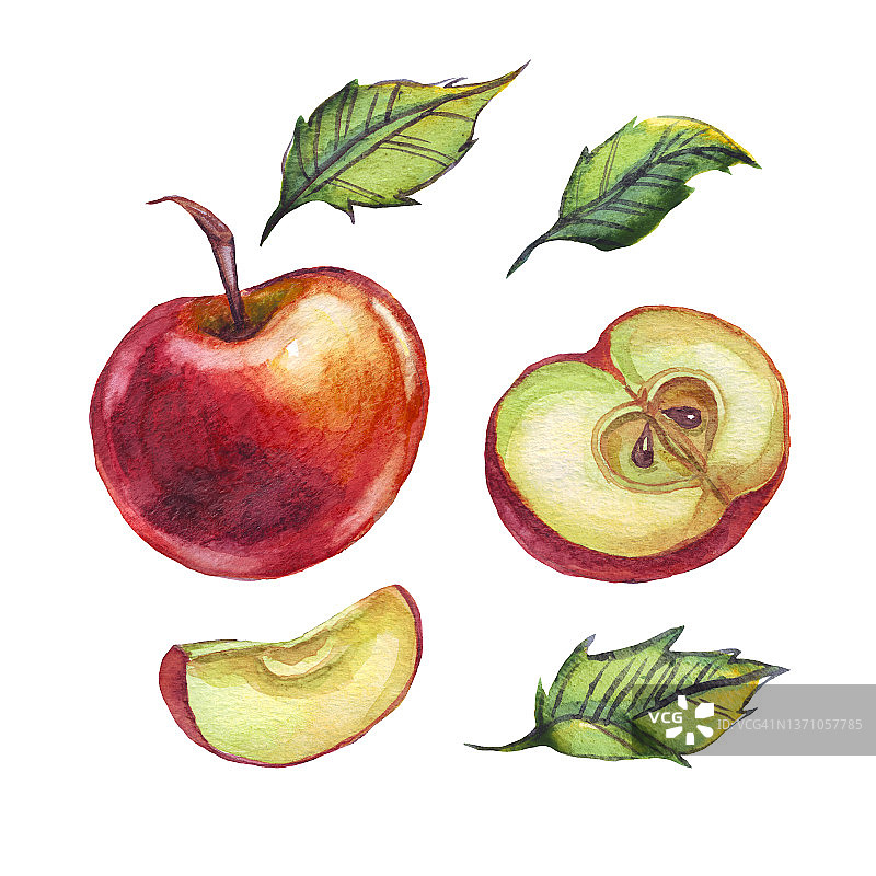 苹果。水彩插图。手画图片素材