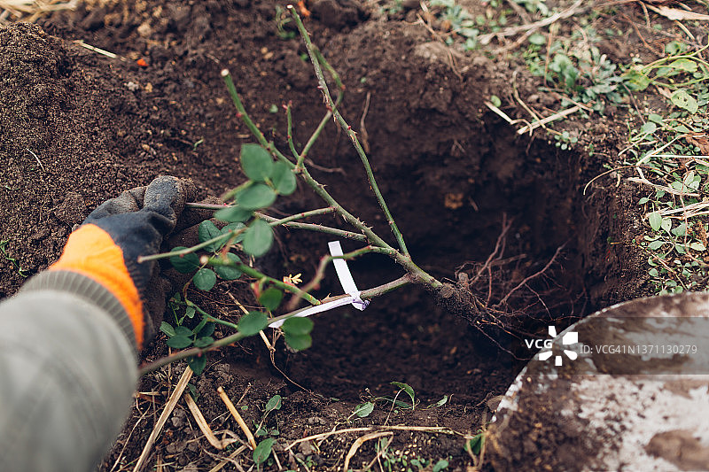 园丁在户外用铁锹将玫瑰栽植到土壤中。春天的花园工作。把根插进洞里图片素材