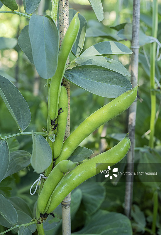 蚕豆或蚕豆生长在植物上的分配库存照片图片素材