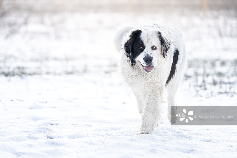 雪地里的黑白野犬图片素材