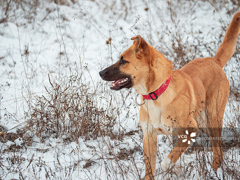 在雪原上奔跑的混血红毛狗图片素材