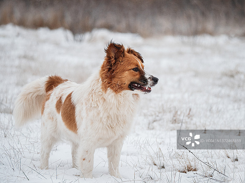 白雪覆盖的草坪上的混血小狗图片素材
