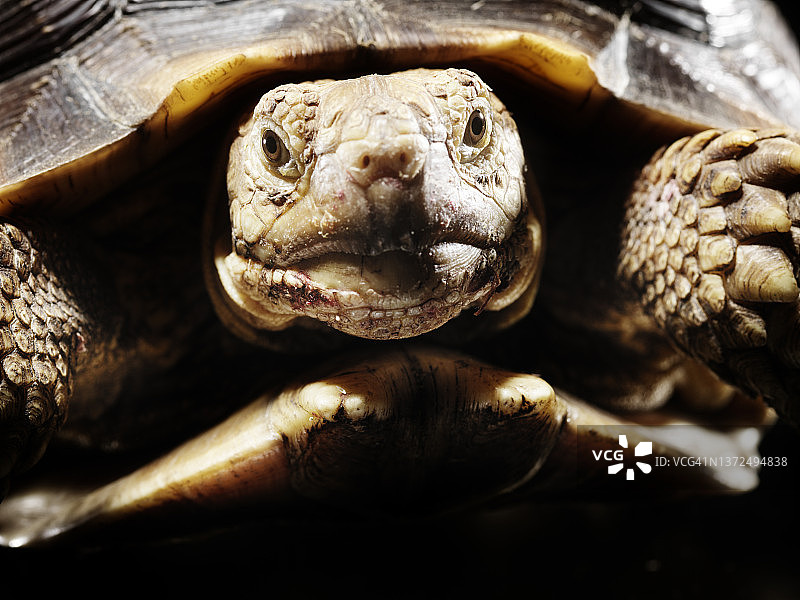 非洲盾臂龟-地龟沟图片素材