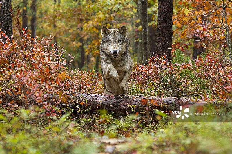 灰太狼在秋天的树林里跳过圆木图片素材