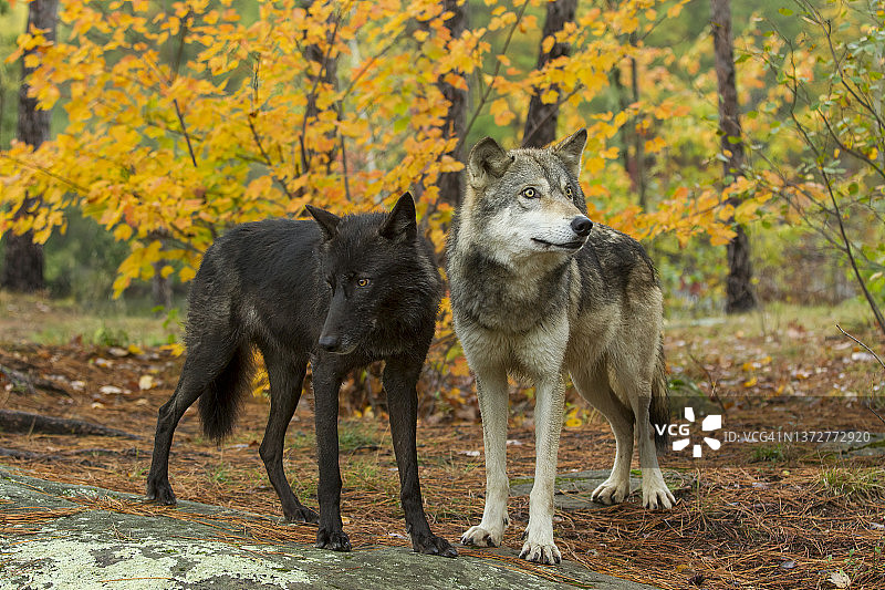 灰太狼在秋天的树林里图片素材