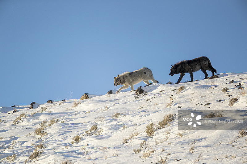 灰太狼在雪山上图片素材