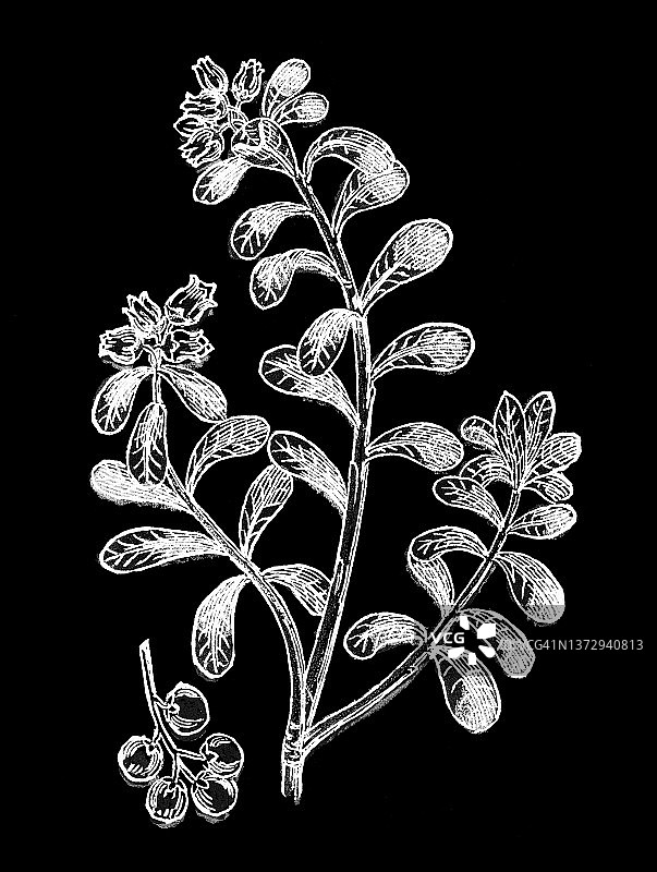 古老的《植物学》彩色版画插图，熊果(Arctostaphylos uva-ursi)图片素材