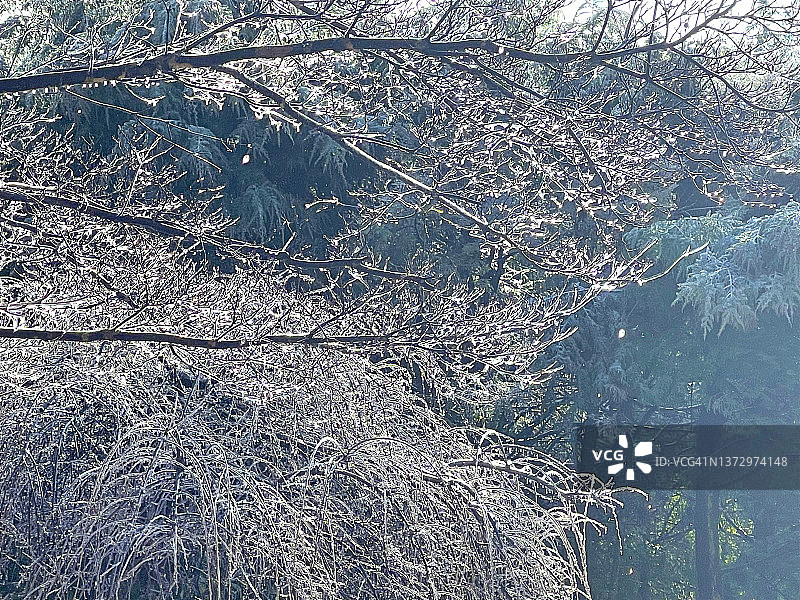 冬天树枝上有银色的冰，蒂内克图片素材