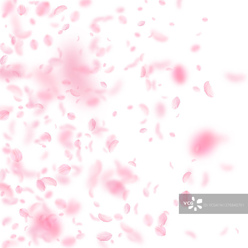樱花花瓣飘落。浪漫的粉红色花朵梯度。飞舞的花瓣在白色的方形背景。爱情,浪漫的概念。迷人的婚礼邀请图片素材