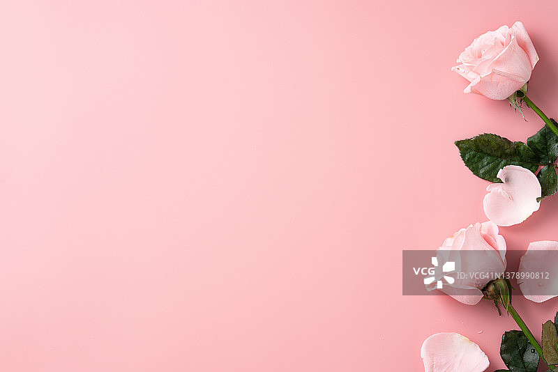 母亲节设计概念背景与粉红色的玫瑰花在粉红色的背景。图片素材
