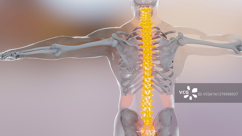 脊髓、脊柱、颈椎人体骨骼系统解剖学概念。红色的脊椎骨，医学上准确的说明一个痛苦的脊椎骨，男性受伤脊椎骨，3D渲染图片素材