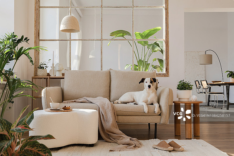 优雅的客厅室内设计，狗躺在米色现代沙发，边桌，植物和创意配件。模板。副本的空间。背景是餐厅。“n图片素材