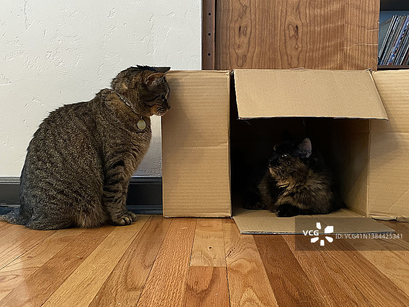 一只猫躲在盒子里，而另一只猫好奇地看着图片素材