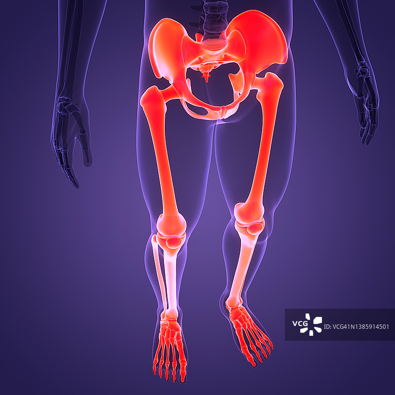 人体骨骼系统下肢骨关节解剖图片素材