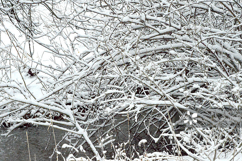 宾夕法尼亚州，白雪覆盖的树枝图片素材