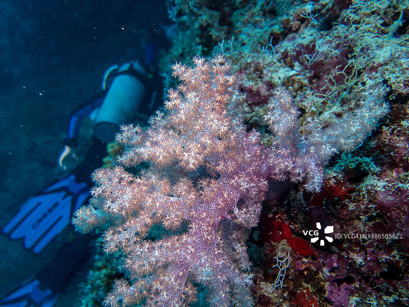 马尔代夫biyadhoo的软珊瑚图片素材