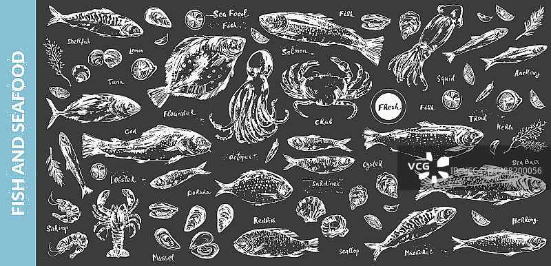 手绘海产和鱼类粉笔写生图片素材