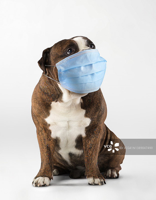 好奇的英国斗牛犬，戴着蓝色的外科口罩，坐在演播室里凝视远方图片素材