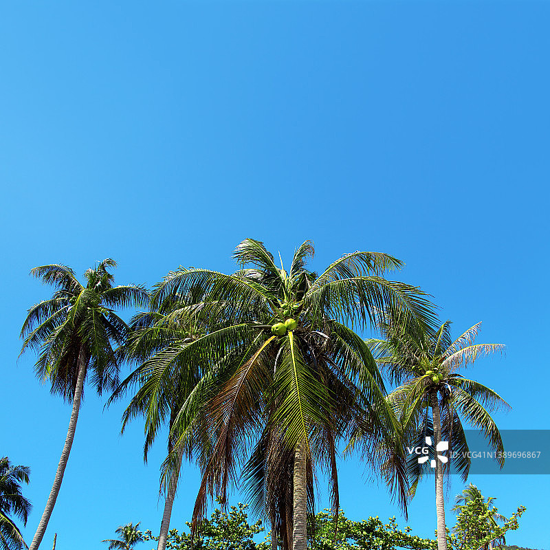 高高的椰子树在晴朗的蓝天上图片素材