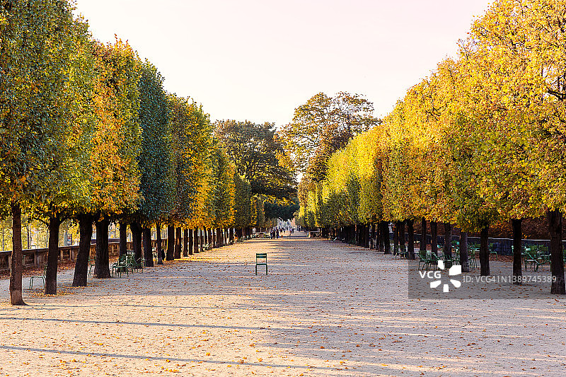 法国巴黎杜伊勒里花园的树巷图片素材