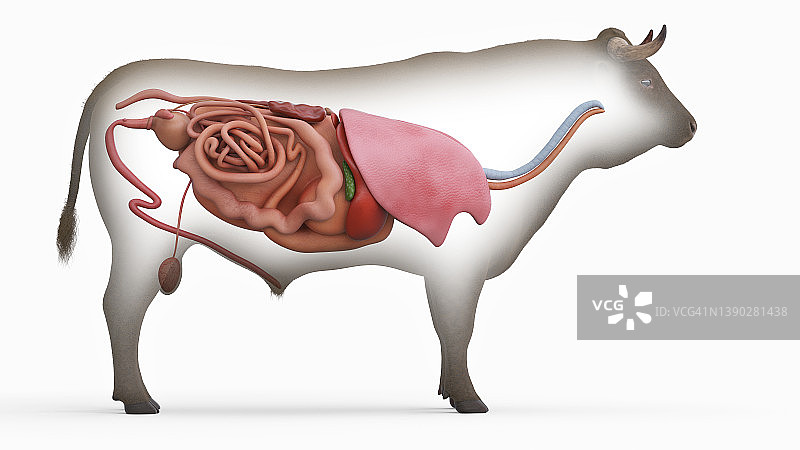 牛的器官,插图图片素材