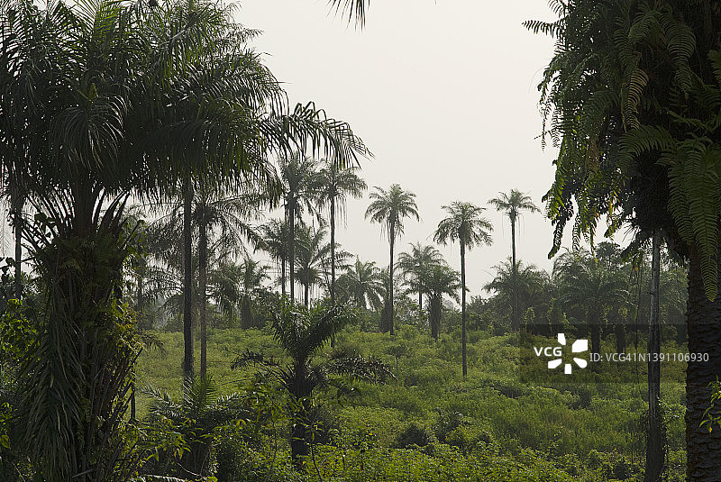 西非利比里亚的热带雨林。图片素材